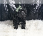 Small #2 YorkiePoo