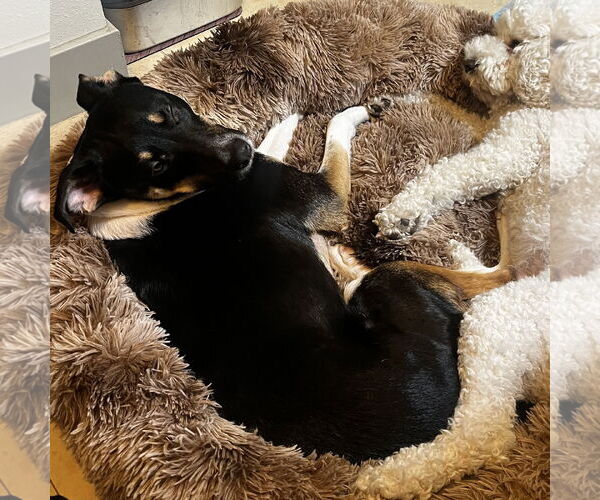 Medium Photo #2 Mutt Puppy For Sale in Fort Collins, CO, USA