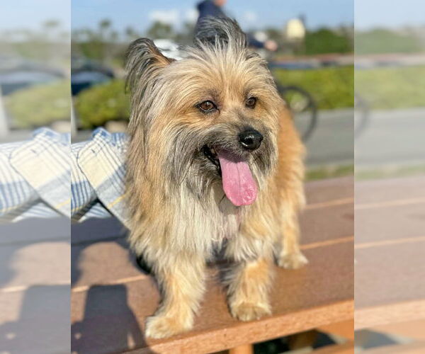 Medium Photo #2 Skye Terrier-Unknown Mix Puppy For Sale in Corona, CA, USA