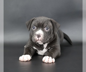 American Bully Puppy for sale in CHAMPAIGN, IL, USA