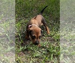 Small Photo #5 Rhodesian Ridgeback Puppy For Sale in DIVIDE, CO, USA