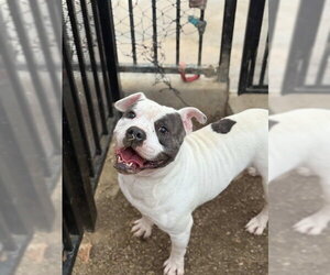 Mutt Dogs for adoption in Riverside, CA, USA