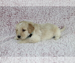 Small Photo #7 Goldendoodle Puppy For Sale in HOMELAND, CA, USA