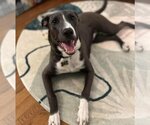 Small #32 American Pit Bull Terrier Mix