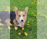 Small Photo #1 Pembroke Welsh Corgi Puppy For Sale in KINGSVILLE, MO, USA