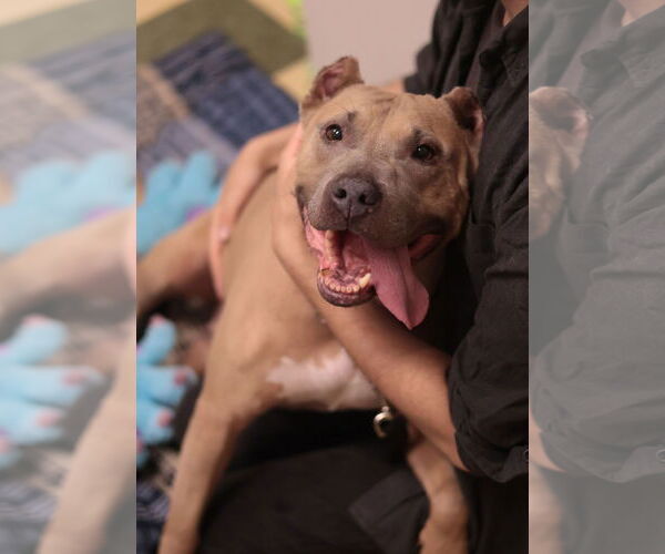 Medium Photo #25 Mutt Puppy For Sale in Philadelphia, PA, USA