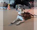 Small #15 American Pit Bull Terrier Mix