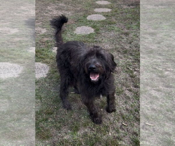 Medium Photo #3 Labrador Retriever Puppy For Sale in Mobile, AL, USA