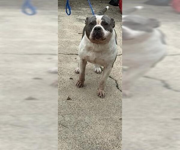 Medium Photo #1 Staffordshire Bull Terrier Puppy For Sale in Houston, TX, USA