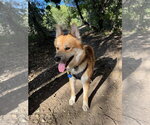 Small #2 German Shepherd Dog Mix
