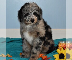 Poodle (Miniature)-Sheepadoodle Mix Puppy for sale in SUNBURY, PA, USA