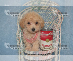 Poodle (Toy) Puppy for sale in SANGER, TX, USA