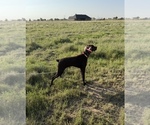 Small #3 German Shorthaired Pointer