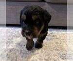 Small #5 Australian Mountain Dog