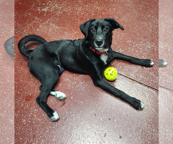 Medium Photo #9 Labrador Retriever-Unknown Mix Puppy For Sale in Fargo, ND, USA