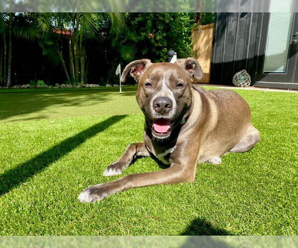 Medium Photo #8 Mountain Cur-Unknown Mix Puppy For Sale in Key Largo, FL, USA