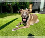 Small #7 Mountain Cur Mix