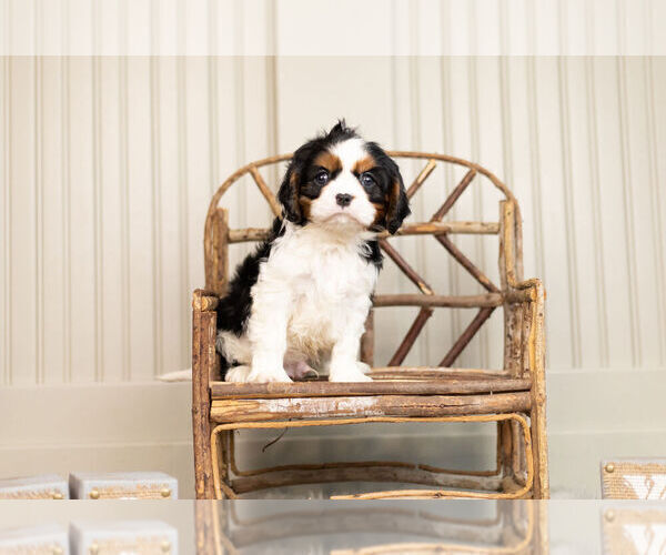 Medium Photo #1 Cavalier King Charles Spaniel Puppy For Sale in WARSAW, IN, USA