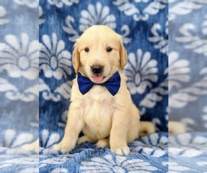 Golden Retriever Puppy for sale in COLERAIN, PA, USA