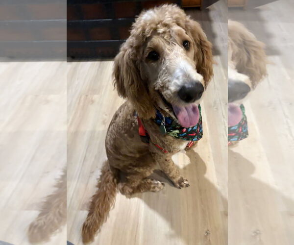 Medium Photo #5 Afghan Poodle Puppy For Sale in Clarkston, MI, USA