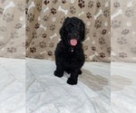 Small Photo #10 Poodle (Standard) Puppy For Sale in RALEIGH, NC, USA