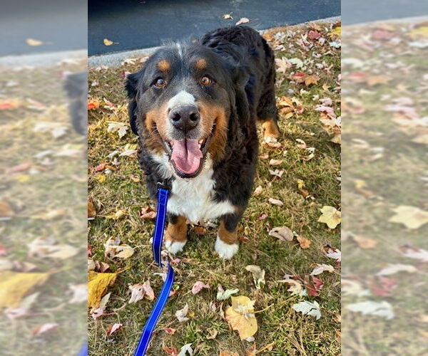 Medium Photo #2 Bernese Mountain Dog Puppy For Sale in Fort Wayne, IN, USA