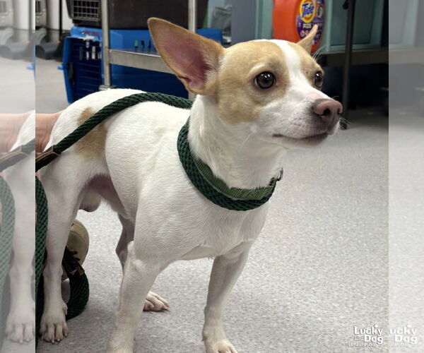Medium Photo #3 Chihuahua-Unknown Mix Puppy For Sale in Washington, DC, USA