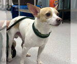 Small #2 Chihuahua Mix