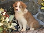 Small #5 Australian Shepherd