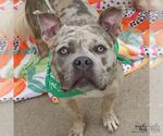 Small #7 American Bulldog Mix