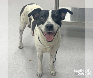 Lab-Pointer Dogs for adoption in Washington, DC, USA