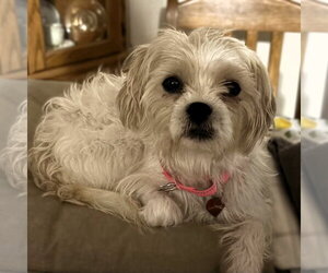 Mutt Dogs for adoption in Fargo, ND, USA