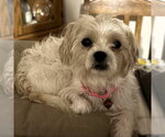 Amaya - Female Mutt Dog for Adoption - Small photo