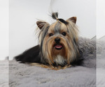 Small #2 Yorkshire Terrier