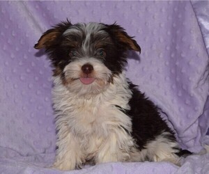 Yorkshire Terrier Puppy for sale in BARNESVILLE, KS, USA