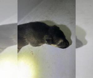 German Shepherd Dog-Unknown Mix Dogs for adoption in Houston, TX, USA