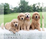 Small #4 Golden Retriever
