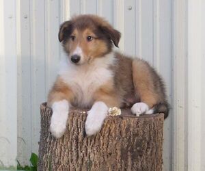 Collie Puppy for sale in FORT PLAIN, NY, USA