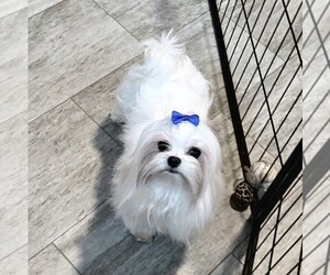 Father of the Maltese puppies born on 01/01/2026