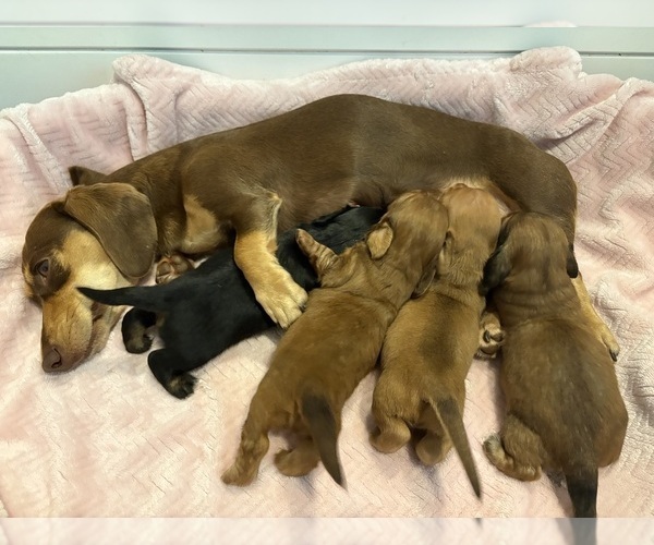 Medium Photo #1 Dachshund Puppy For Sale in CHARLOTTESVILLE, VA, USA