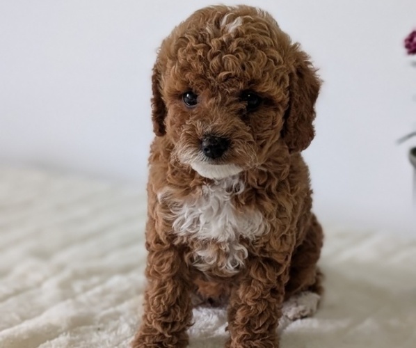 Medium Photo #4 Goldendoodle (Miniature) Puppy For Sale in GOSHEN, IN, USA