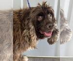 Small #3 Cocker Spaniel