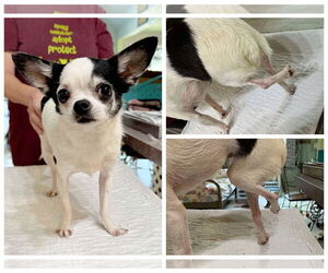 Chihuahua Dogs for adoption in Benton, LA, USA