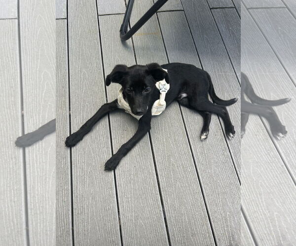 Medium Photo #1 Border Collie-Unknown Mix Puppy For Sale in Plainfield, IL, USA