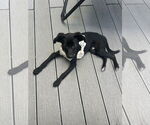 Small Mutt
