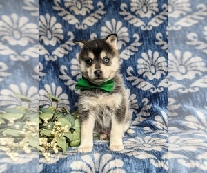 Chihuahua Puppy for sale in EPHRATA, PA, USA