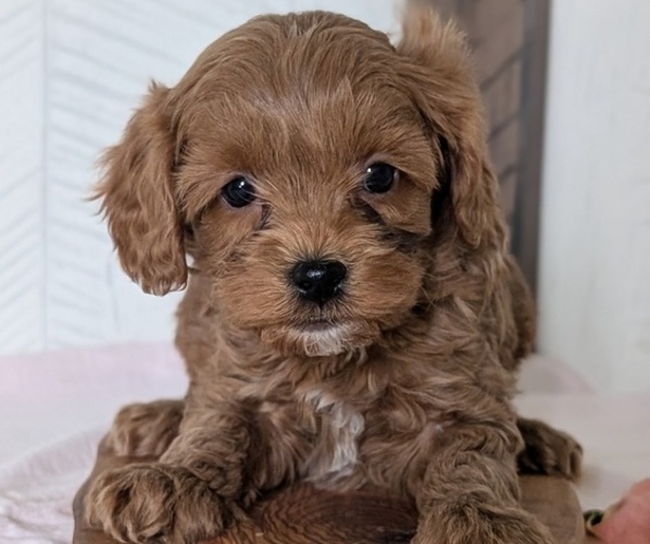 Medium Photo #5 Cavapoo (Miniature) Puppy For Sale in GOSHEN, IN, USA
