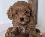 Small Photo #45 Cavapoo (Miniature) Puppy For Sale in GOSHEN, IN, USA