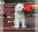 Small Photo #6 Golden Retriever Puppy For Sale in GAP, PA, USA