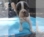 Small #3 French Bulldog